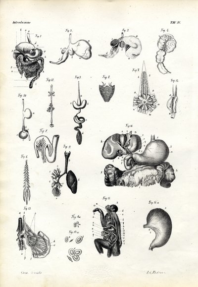 Organes digestifs, 1863-79 - Raimundo Petraroja